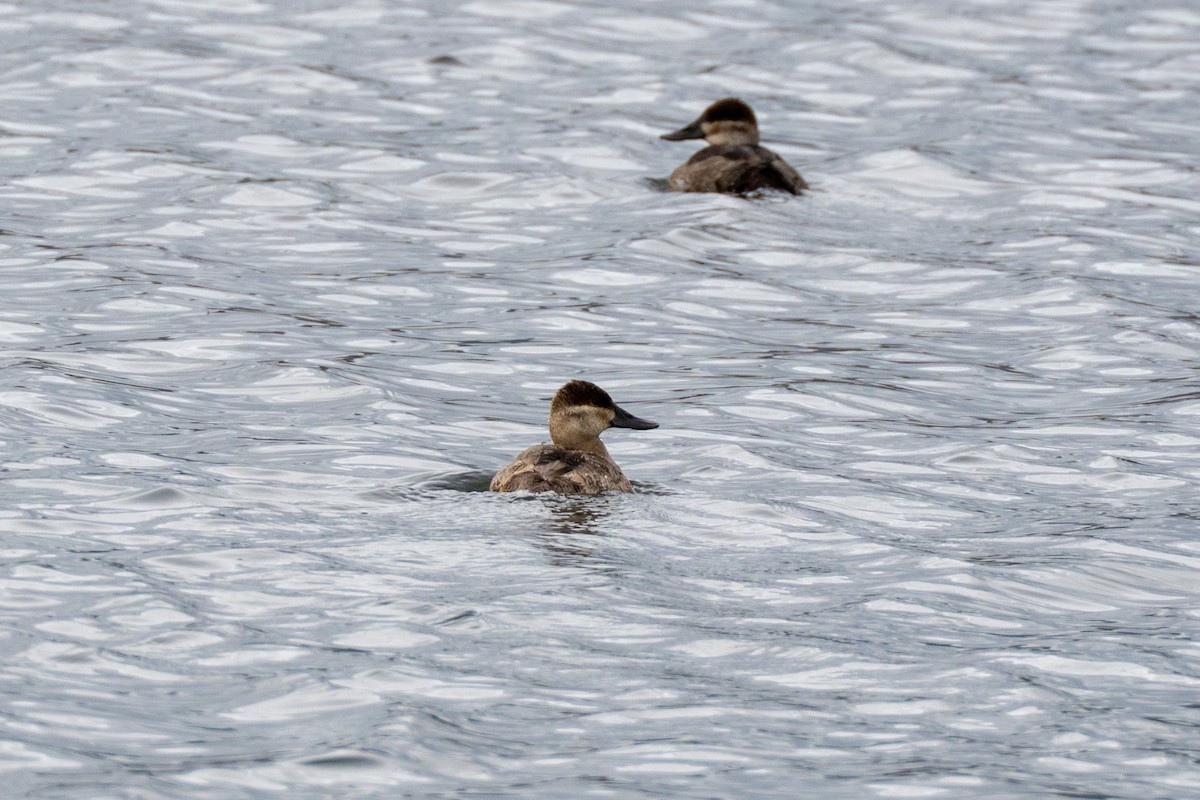 Ruddy Duck - ML645356483