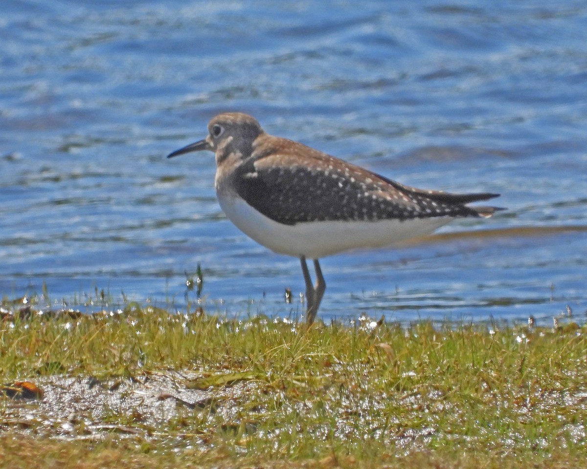 Einsiedelwasserläufer - ML645356488