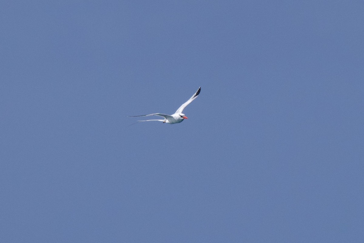 Red-billed Tropicbird - ML645356489