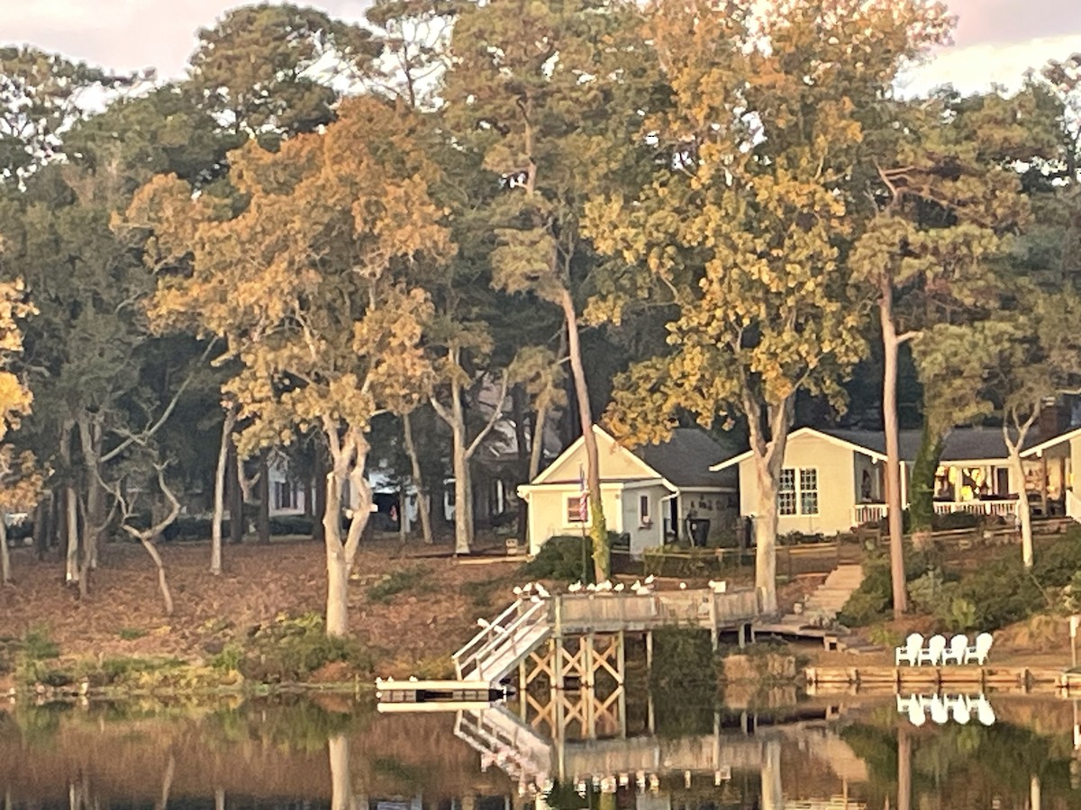 Roseate Spoonbill - ML645356490