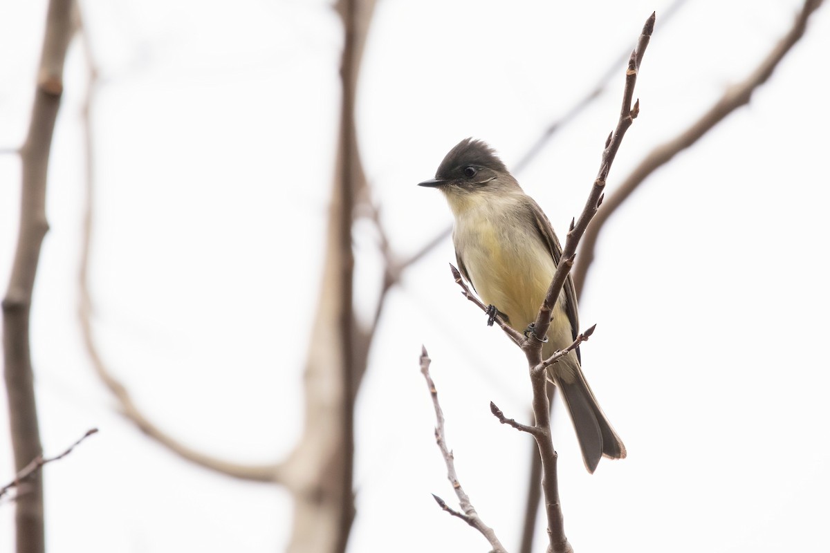 Eastern Phoebe - ML645356504