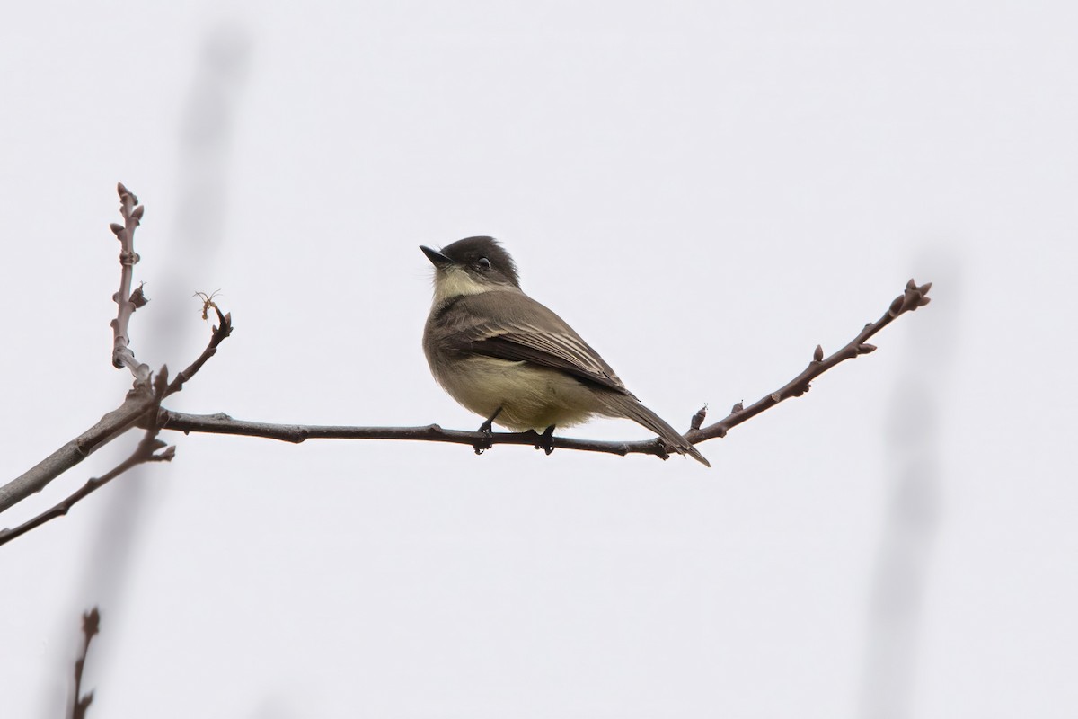 Eastern Phoebe - ML645356507