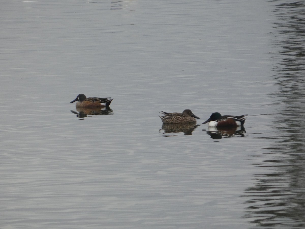 Blue-winged Teal x Northern Shoveler (hybrid) - ML645356517