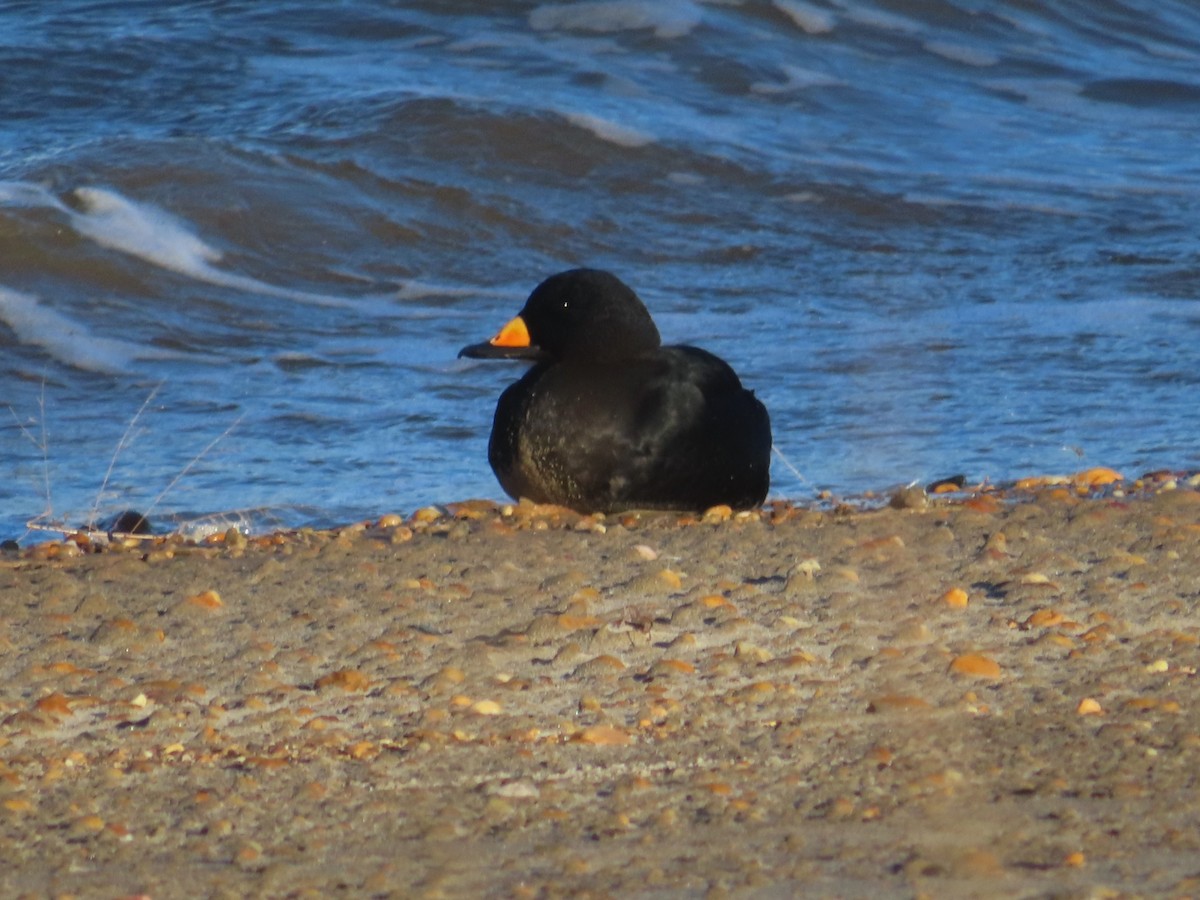 クロガモ - ML645356518