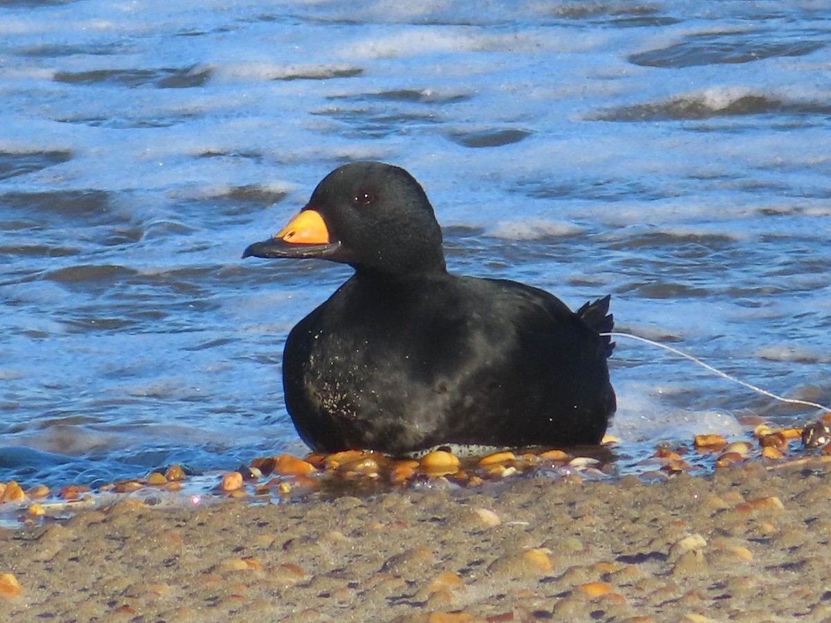 クロガモ - ML645356519