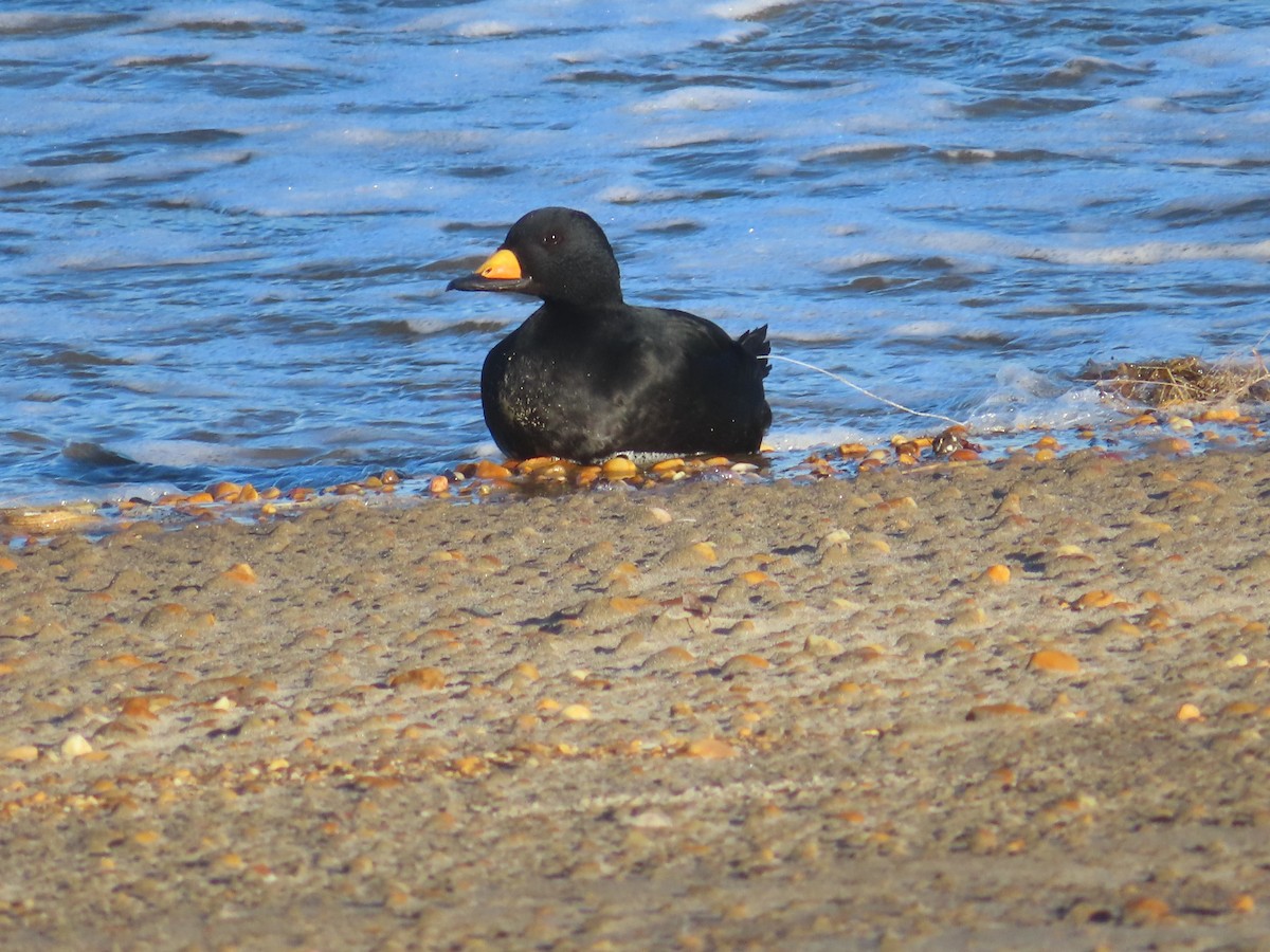 クロガモ - ML645356520