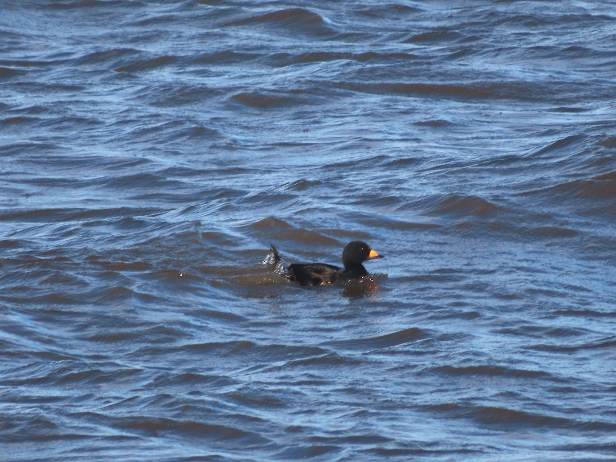 クロガモ - ML645356523