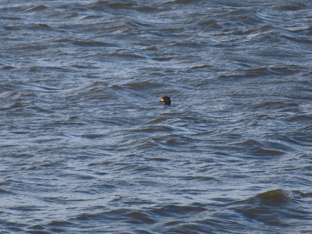 クロガモ - ML645356524