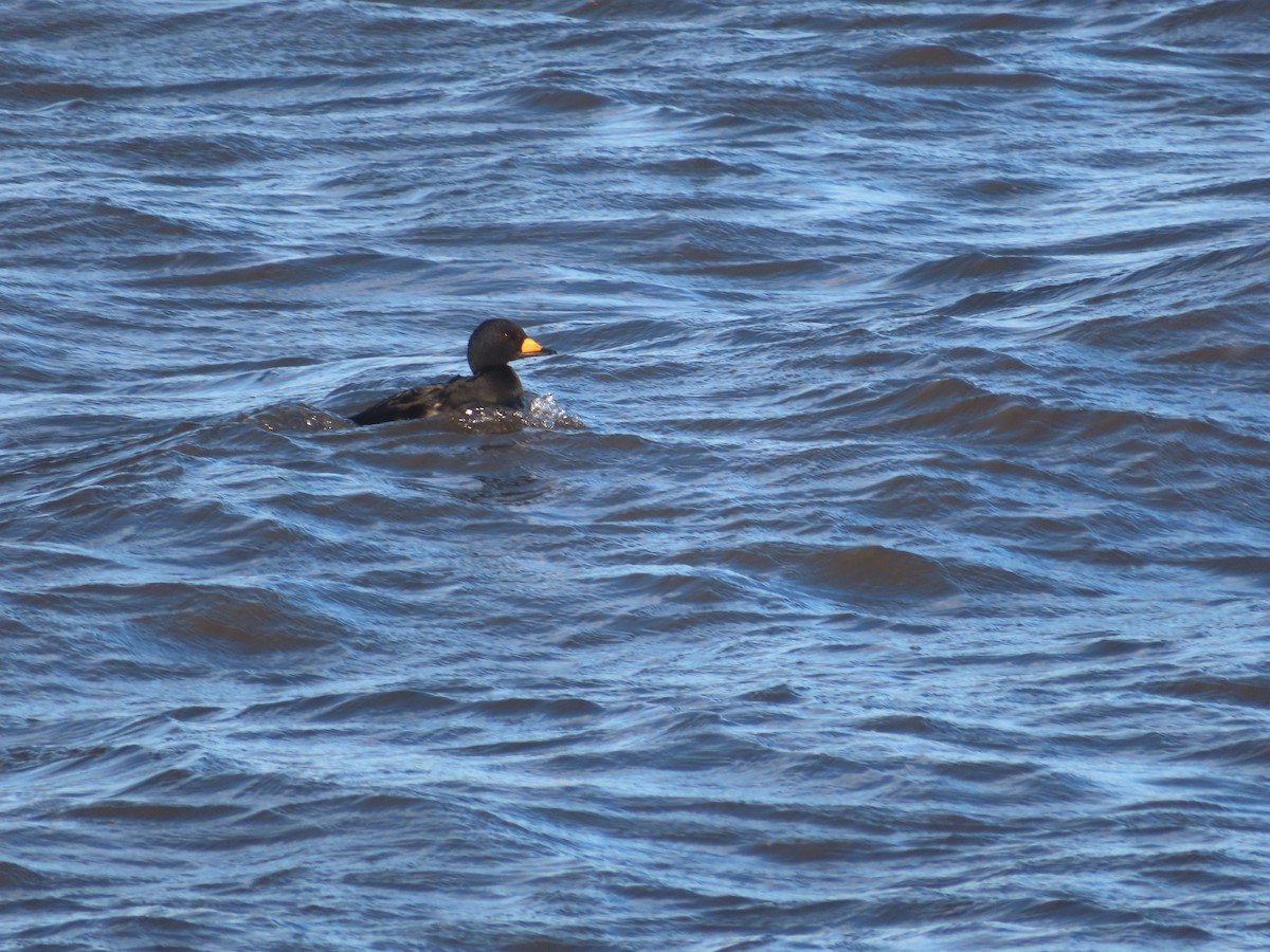 クロガモ - ML645356525