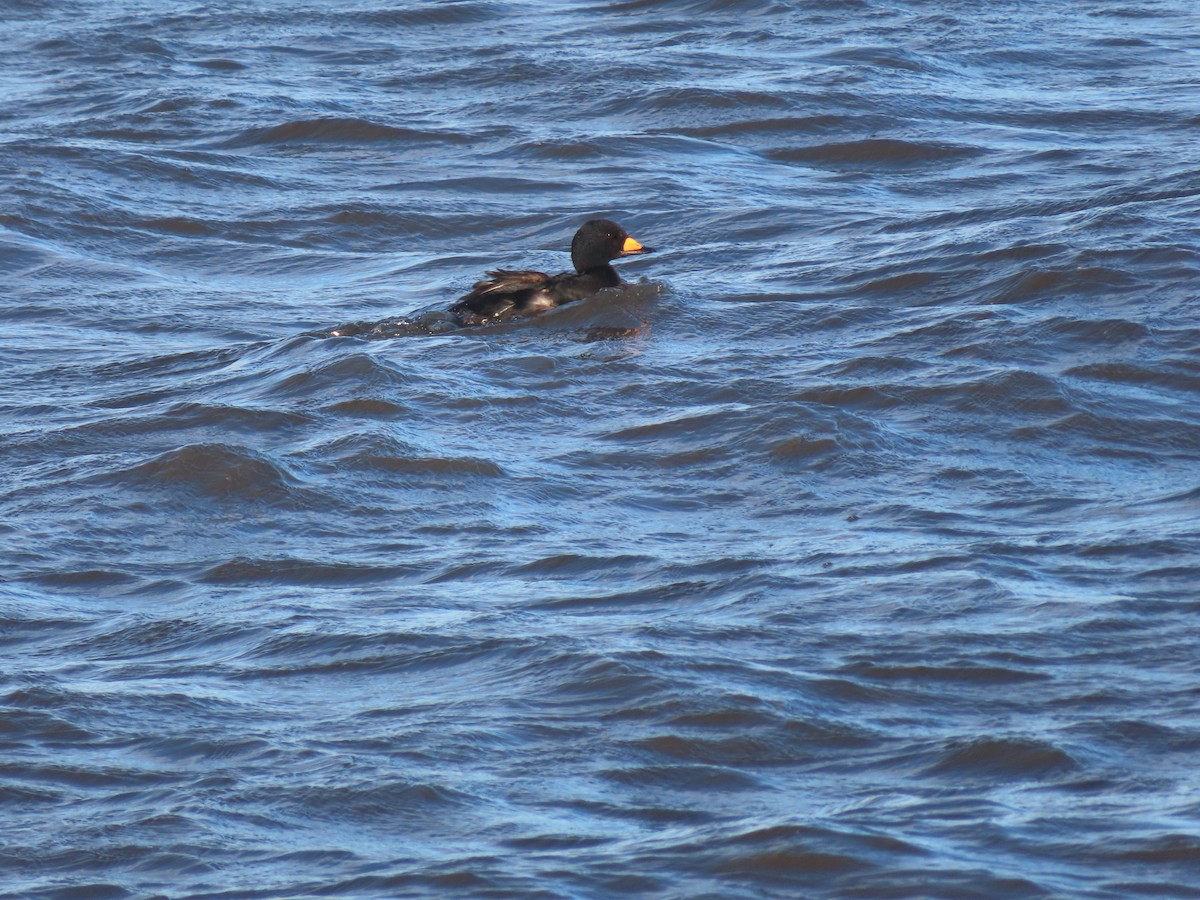 クロガモ - ML645356526