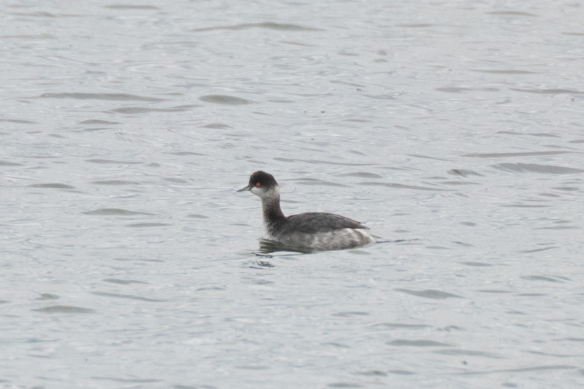 Eared Grebe - ML645356527