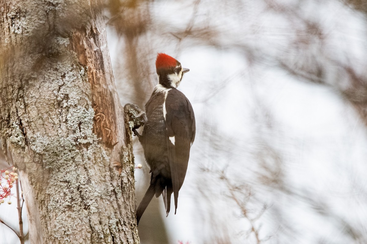 Pileated Woodpecker - ML645356530