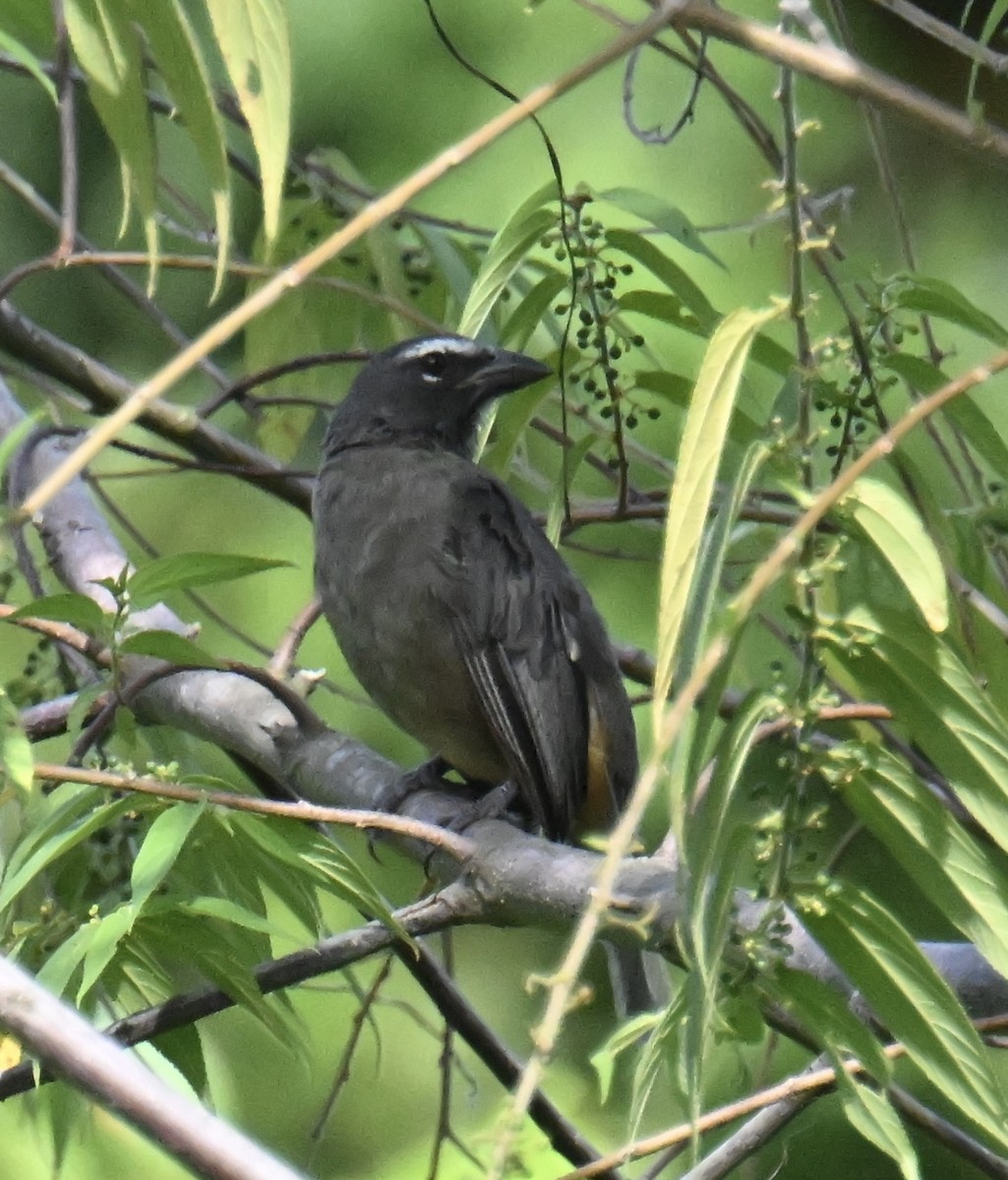 Cinnamon-bellied Saltator - ML645356532