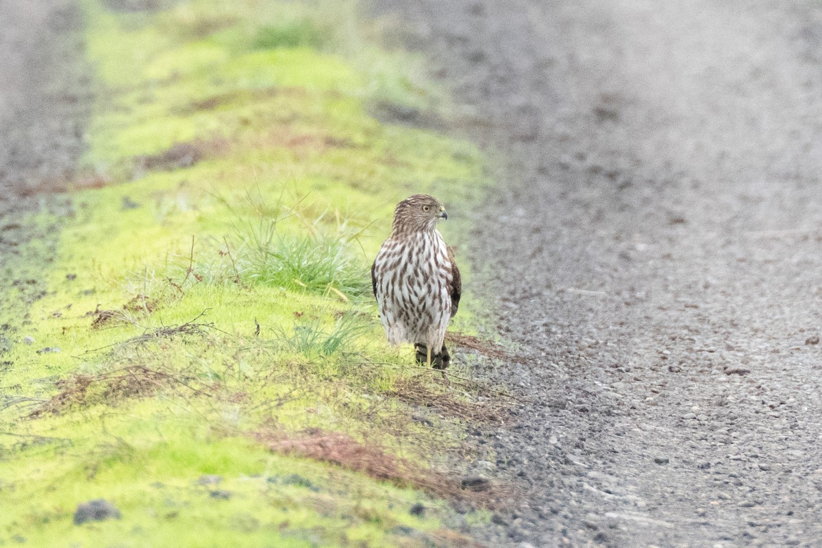 Cooper's Hawk - ML645356533
