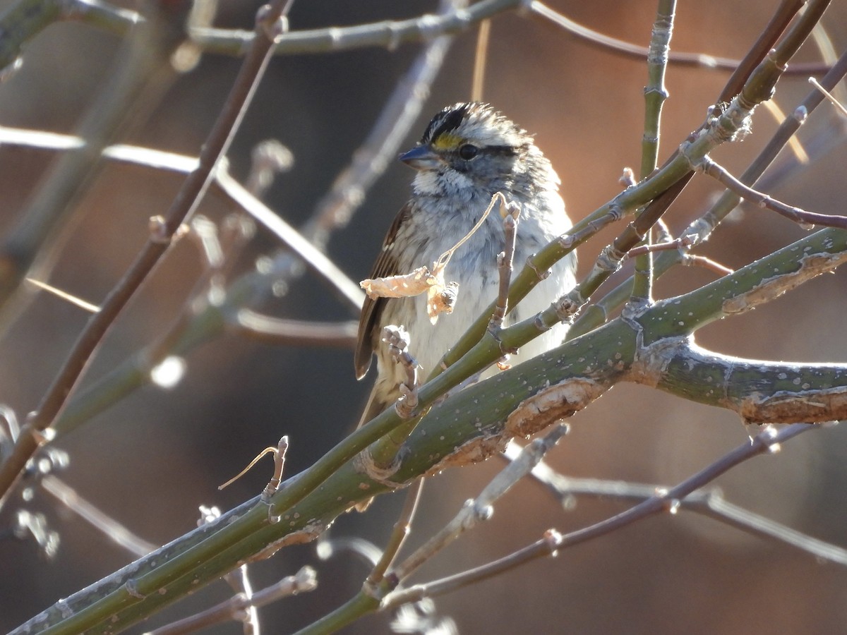 Белогорлая зонотрихия - ML645356549