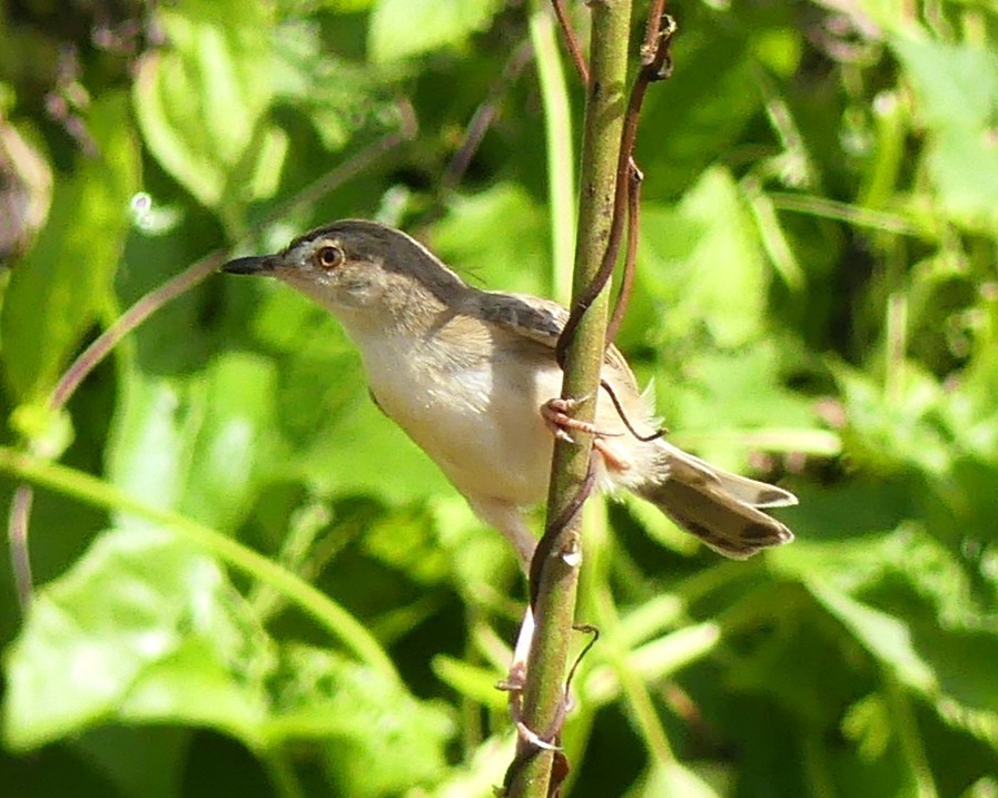 Plain Prinia - ML645356554