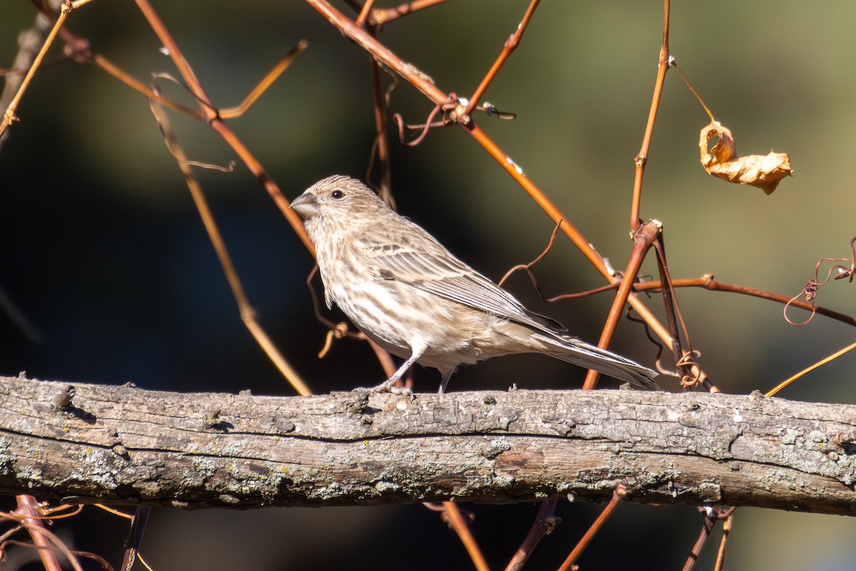 メキシコマシコ - ML645356558