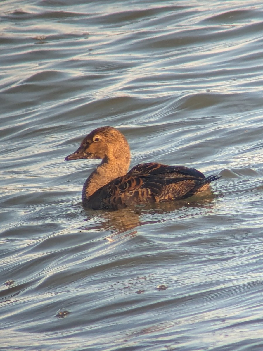 King Eider - ML645356580