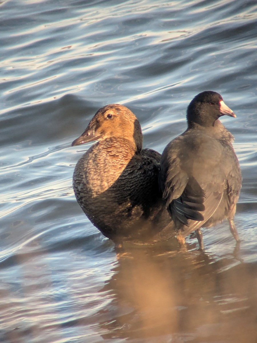 King Eider - ML645356581