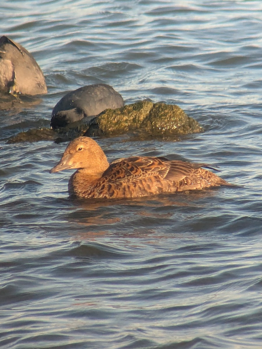 King Eider - ML645356582