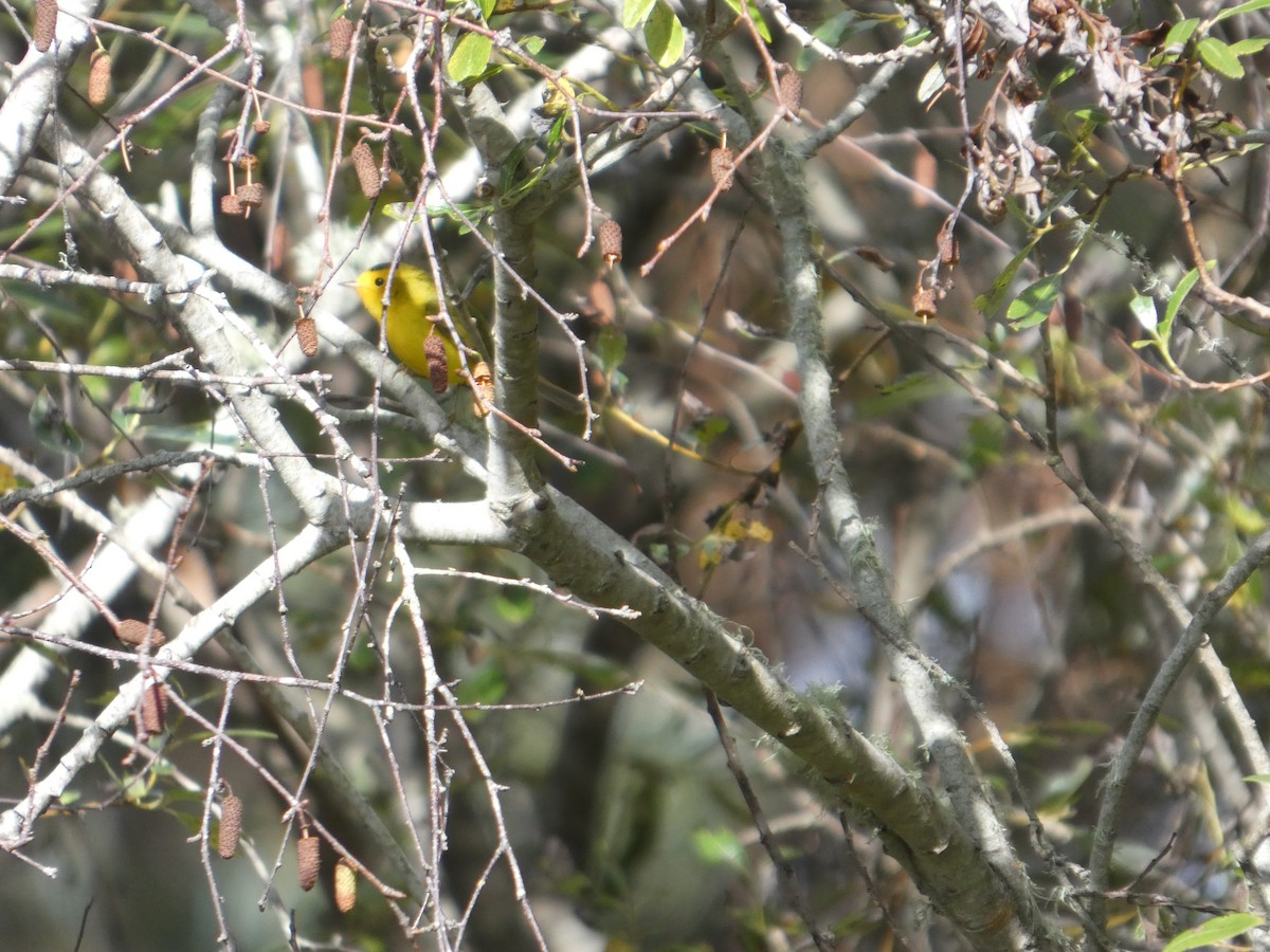 Wilson's Warbler - ML645356592