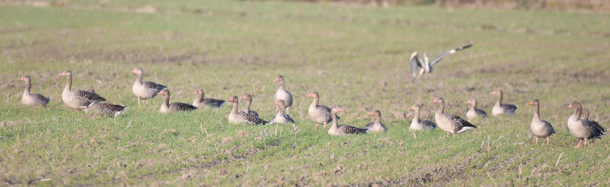 灰雁 - ML645356594