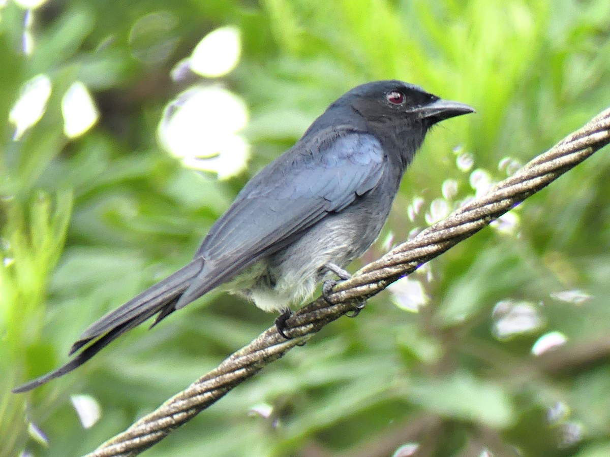 White-bellied Drongo - ML645356595