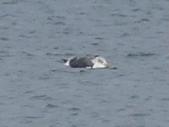Lesser Black-backed Gull - ML645356602