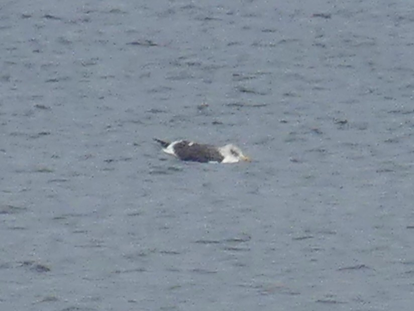 Lesser Black-backed Gull - ML645356603