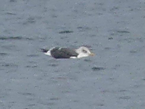 Lesser Black-backed Gull - ML645356604