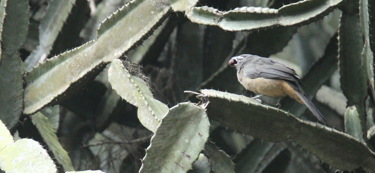 Cinnamon-bellied Saltator - ML645356605