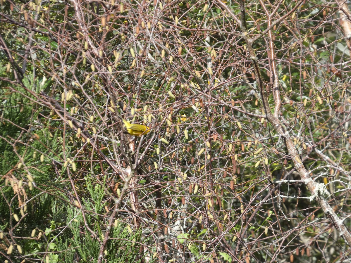 Wilson's Warbler - ML645356609