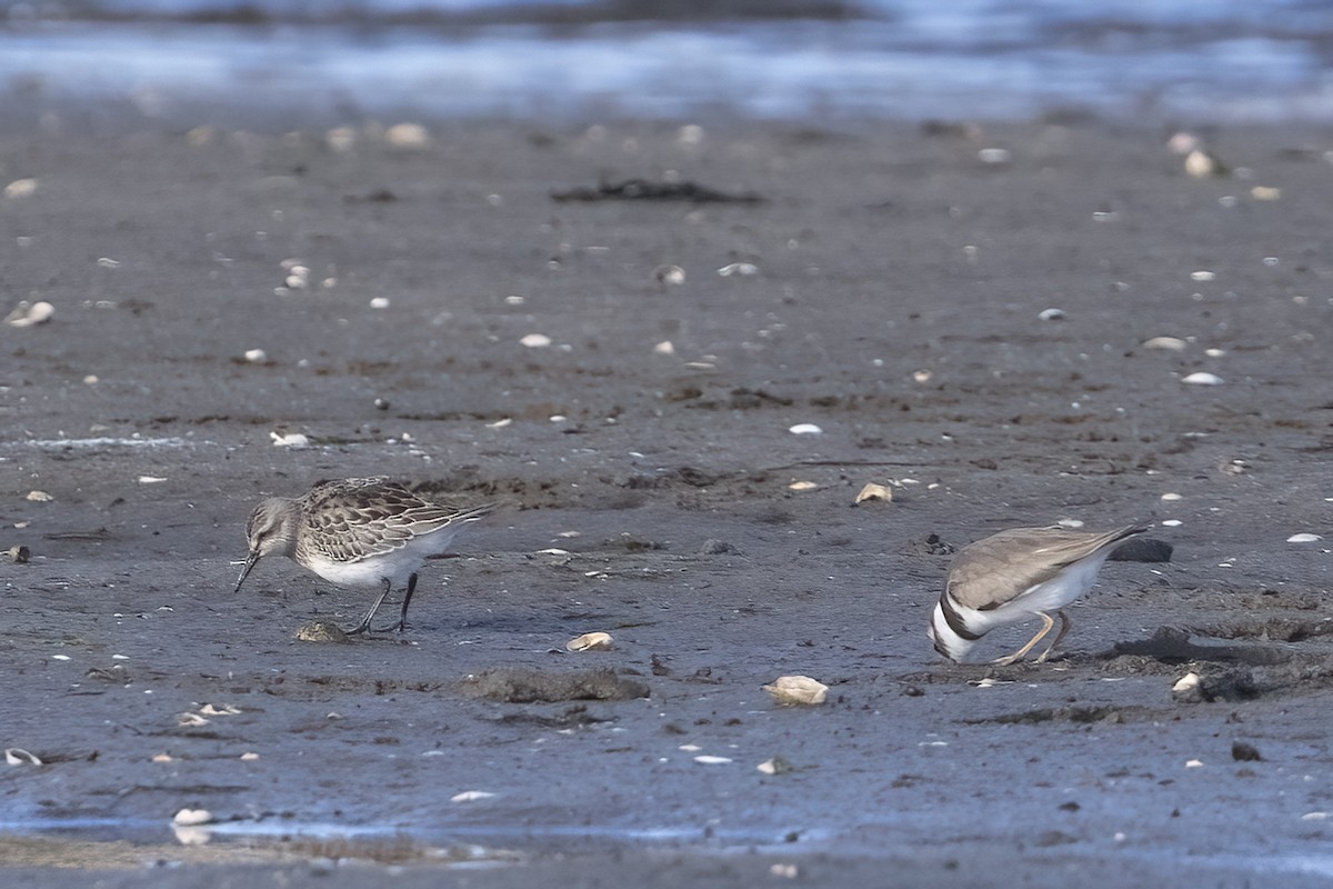 White-rumped Sandpiper - ML645356615