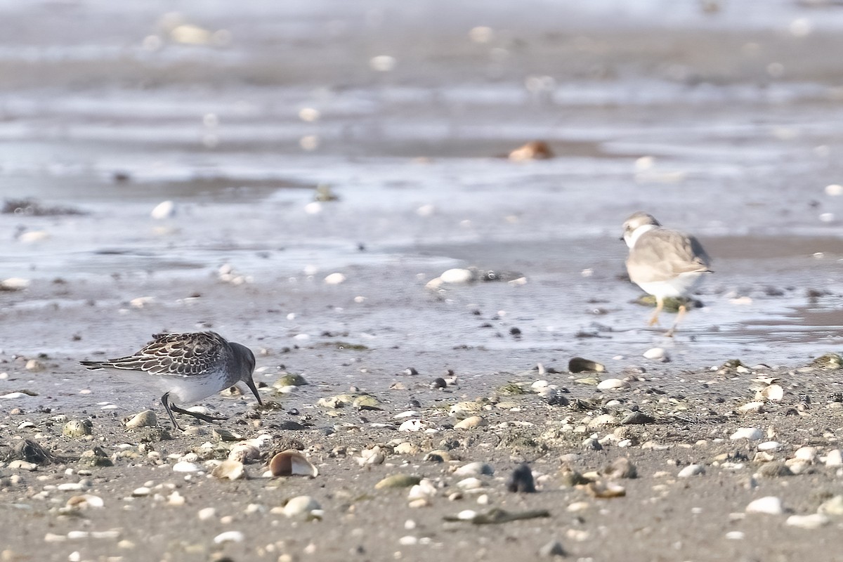 White-rumped Sandpiper - ML645356616
