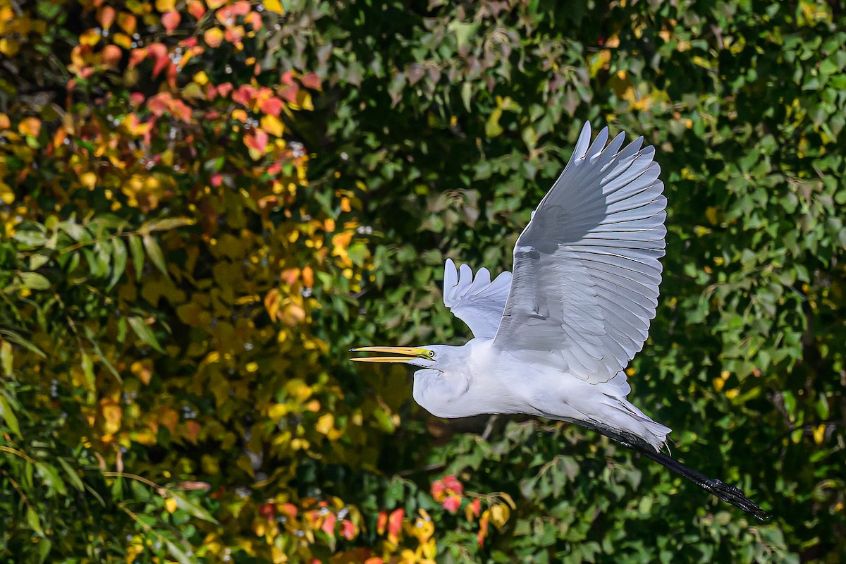 volavka bílá - ML645356622