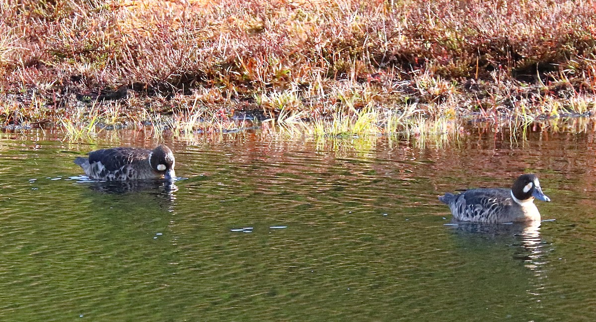 Spectacled Duck - ML645356628