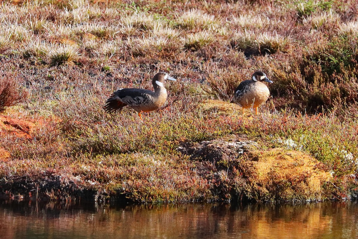 Spectacled Duck - ML645356629