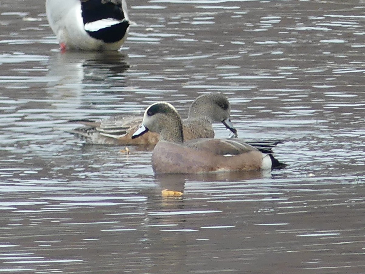 Fischione americano - ML645356633