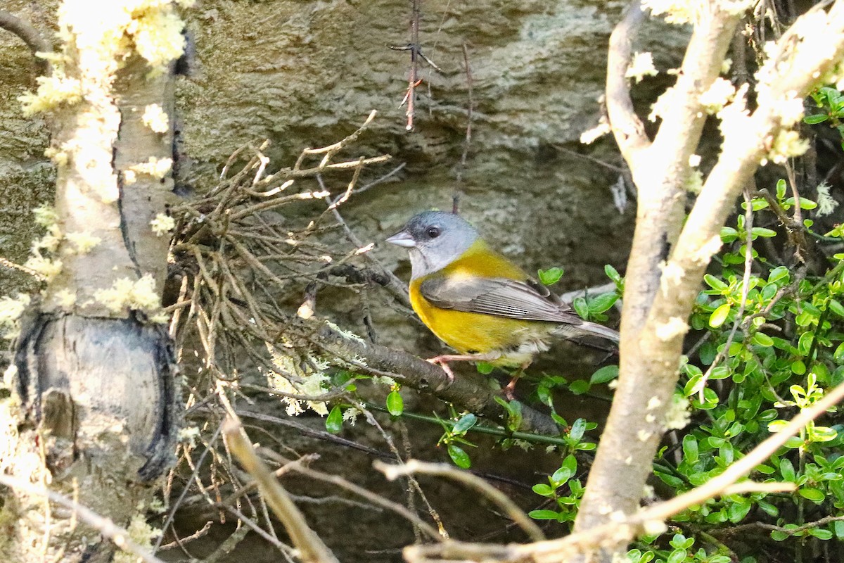 Patagonian Sierra Finch - ML645356643