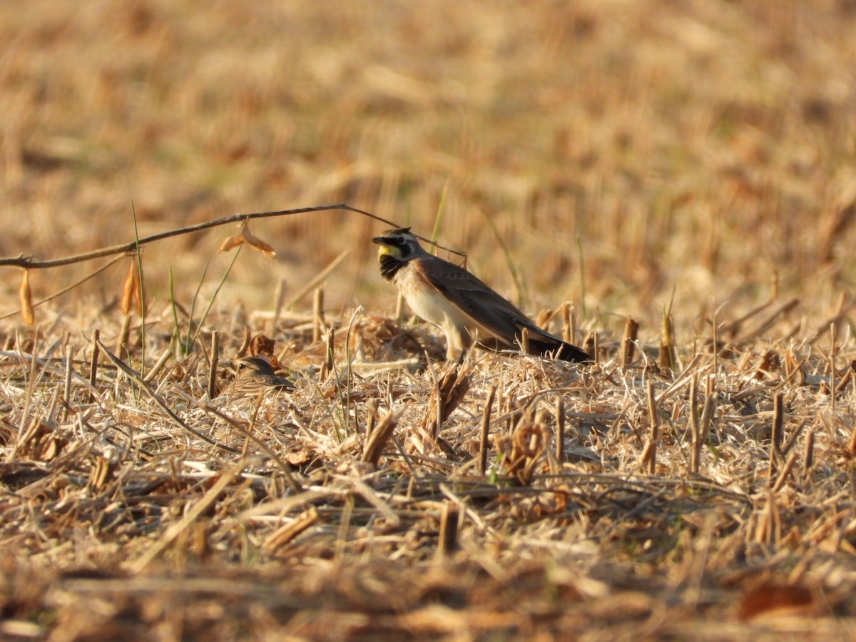 ハマヒバリ - ML645356644