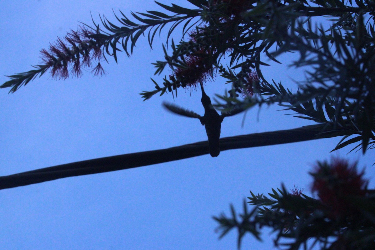 Berylline Hummingbird - ML645356661