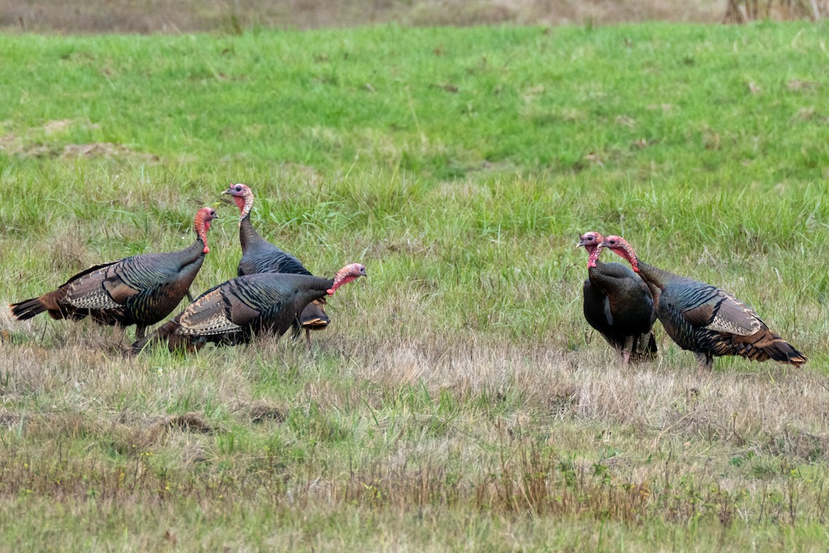 Wild Turkey - ML645356667