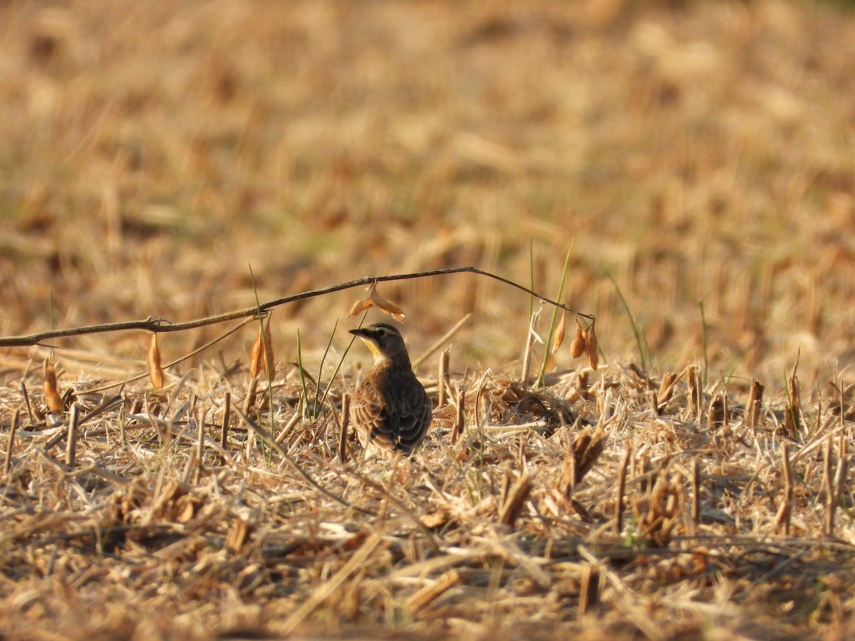 ハマヒバリ - ML645356668