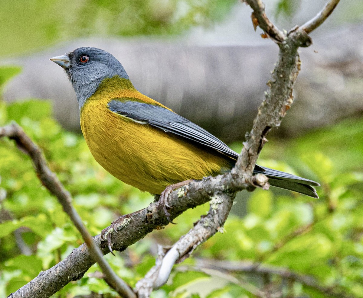 Patagonian Sierra Finch - ML645356669