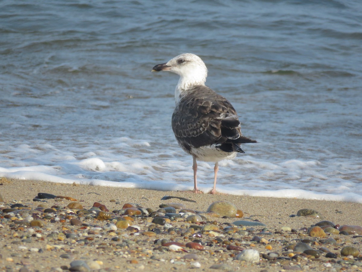 Lesser Black-backed Gull - ML645356694