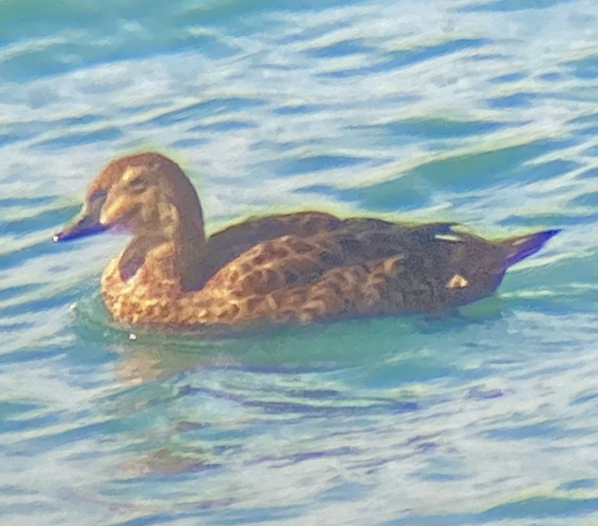 kajka královská - ML645356695