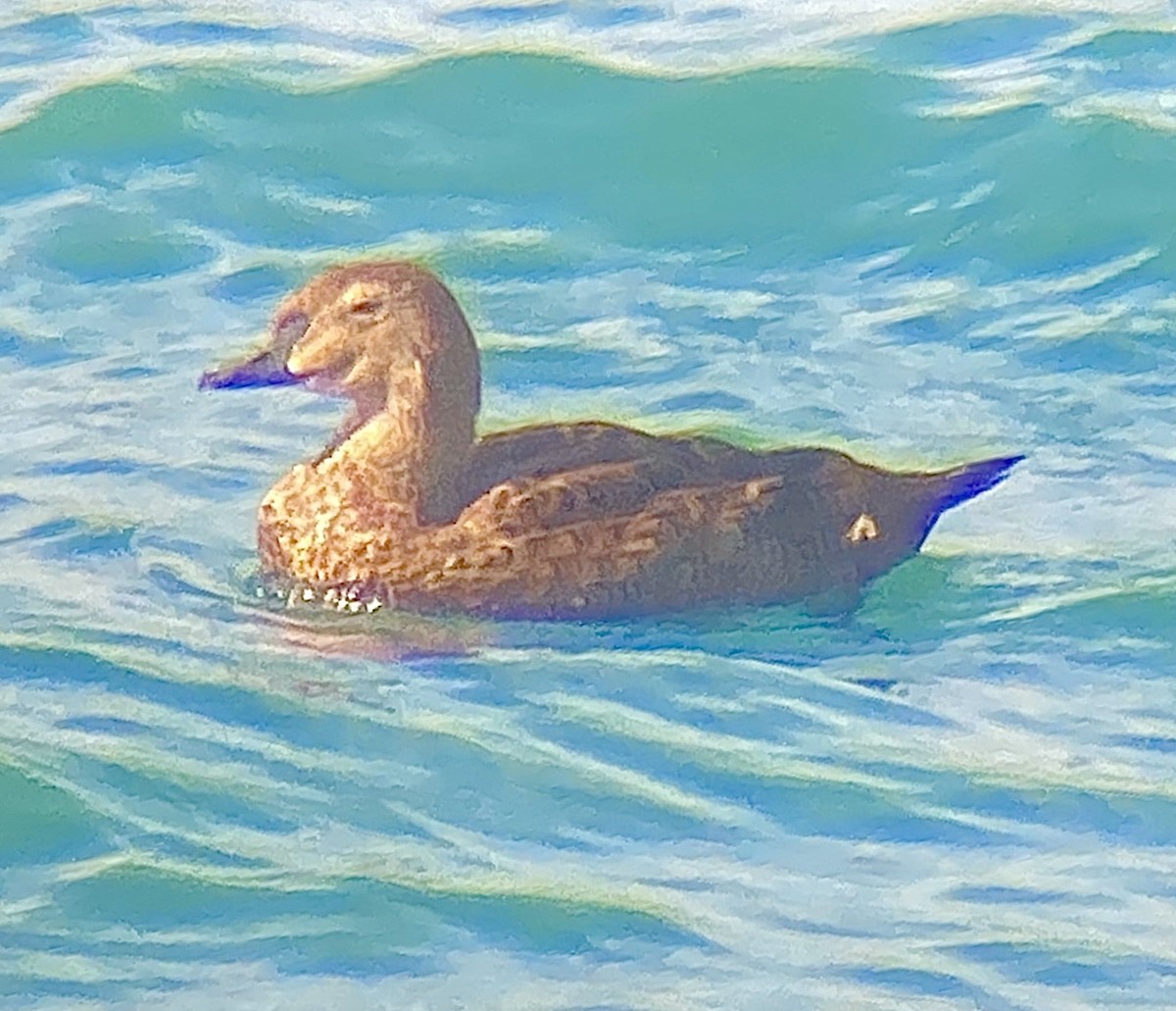 kajka královská - ML645356696