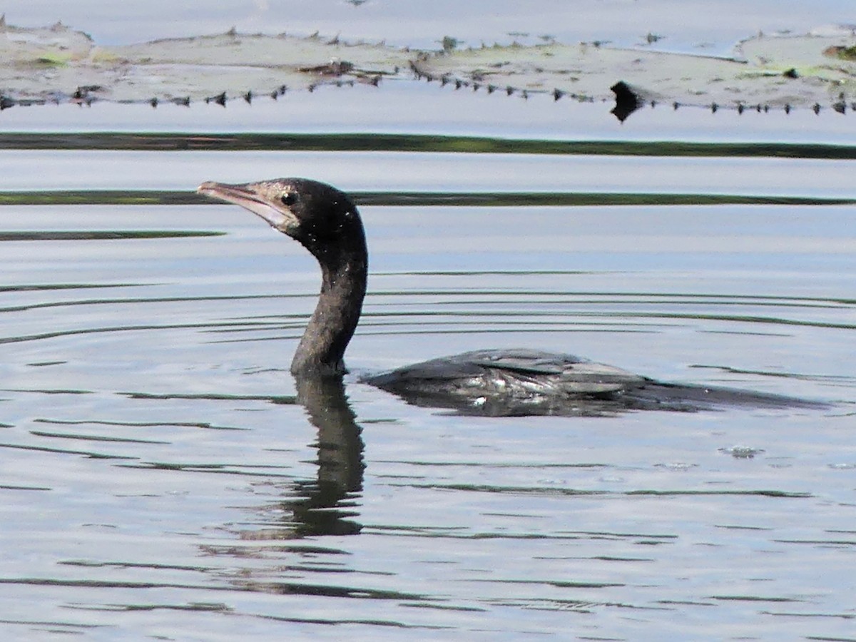 Little Cormorant - ML645356701