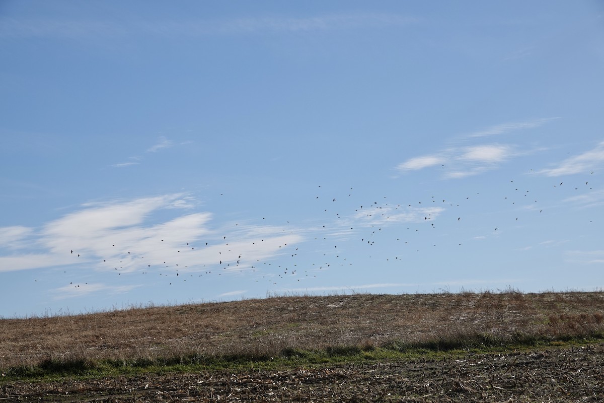 skřivan ouškatý - ML645356704