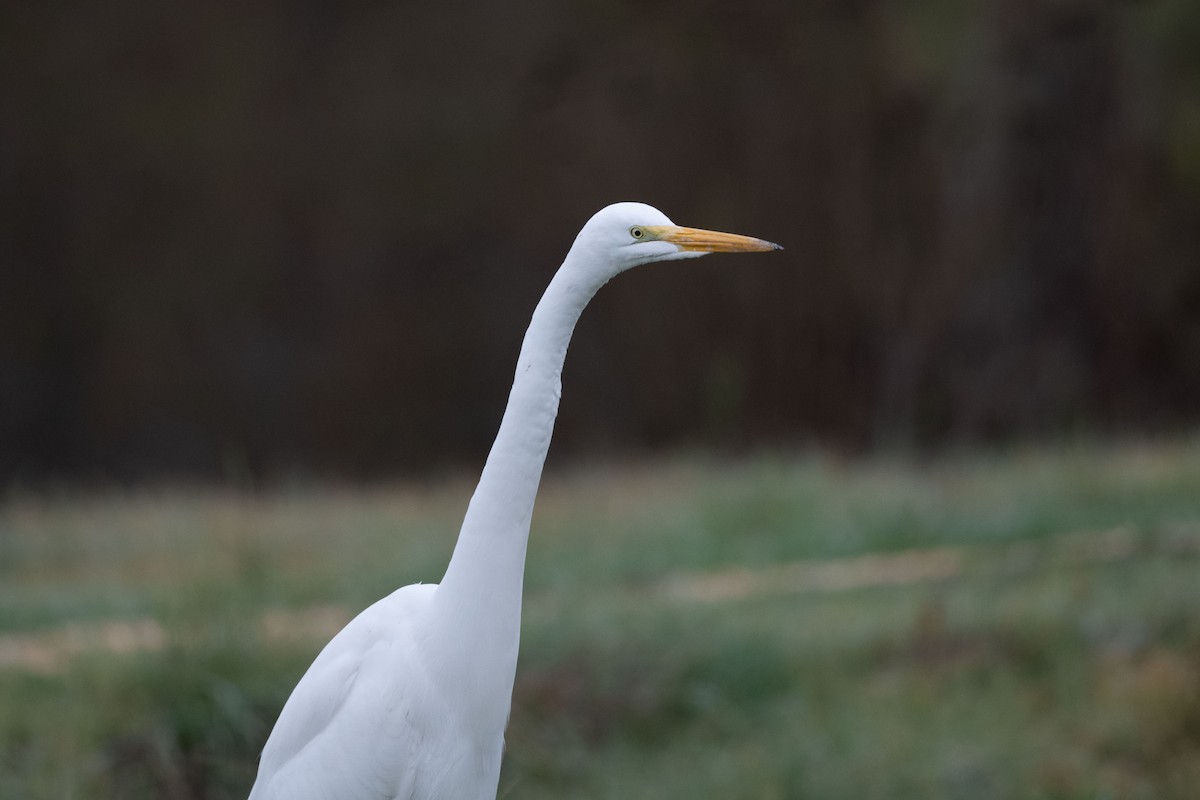 volavka bílá - ML645356707